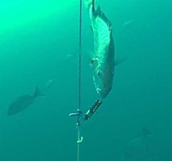 Releasing deep-water fish: treat barotrauma - Bass Fishing Forum
