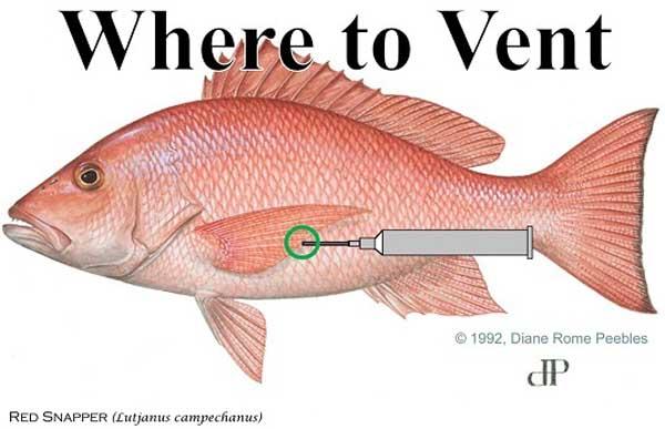 Fish Venting Tool